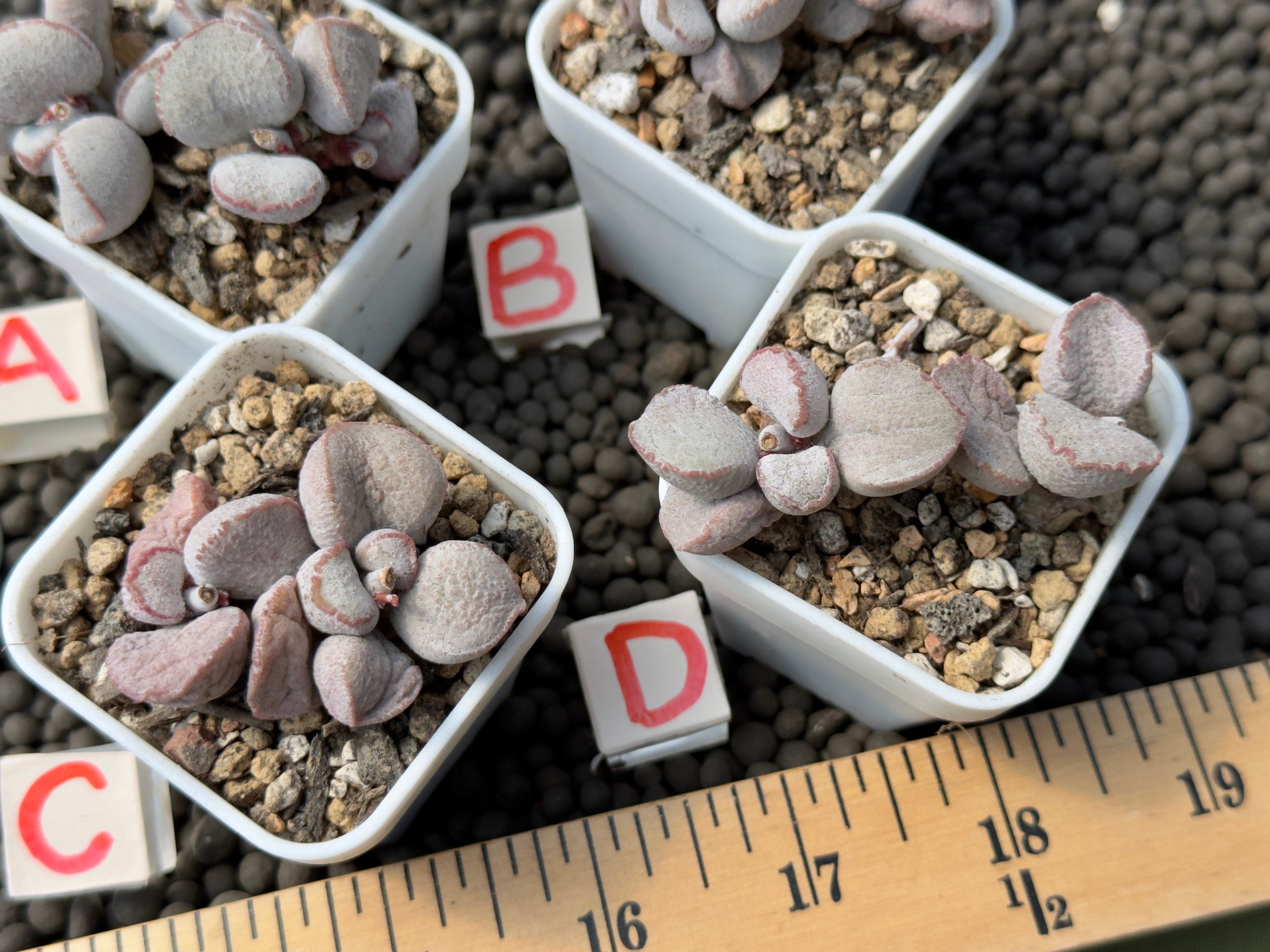 Adromischus &