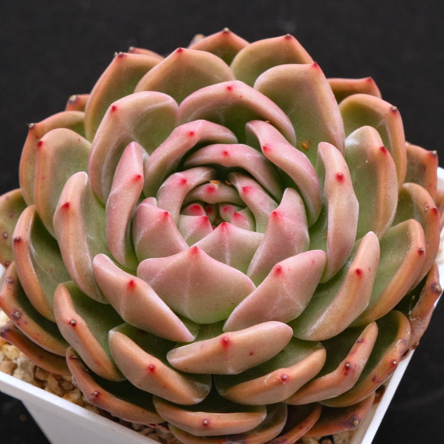 Big Echeveria Luna Solar Korean Succulent Plant