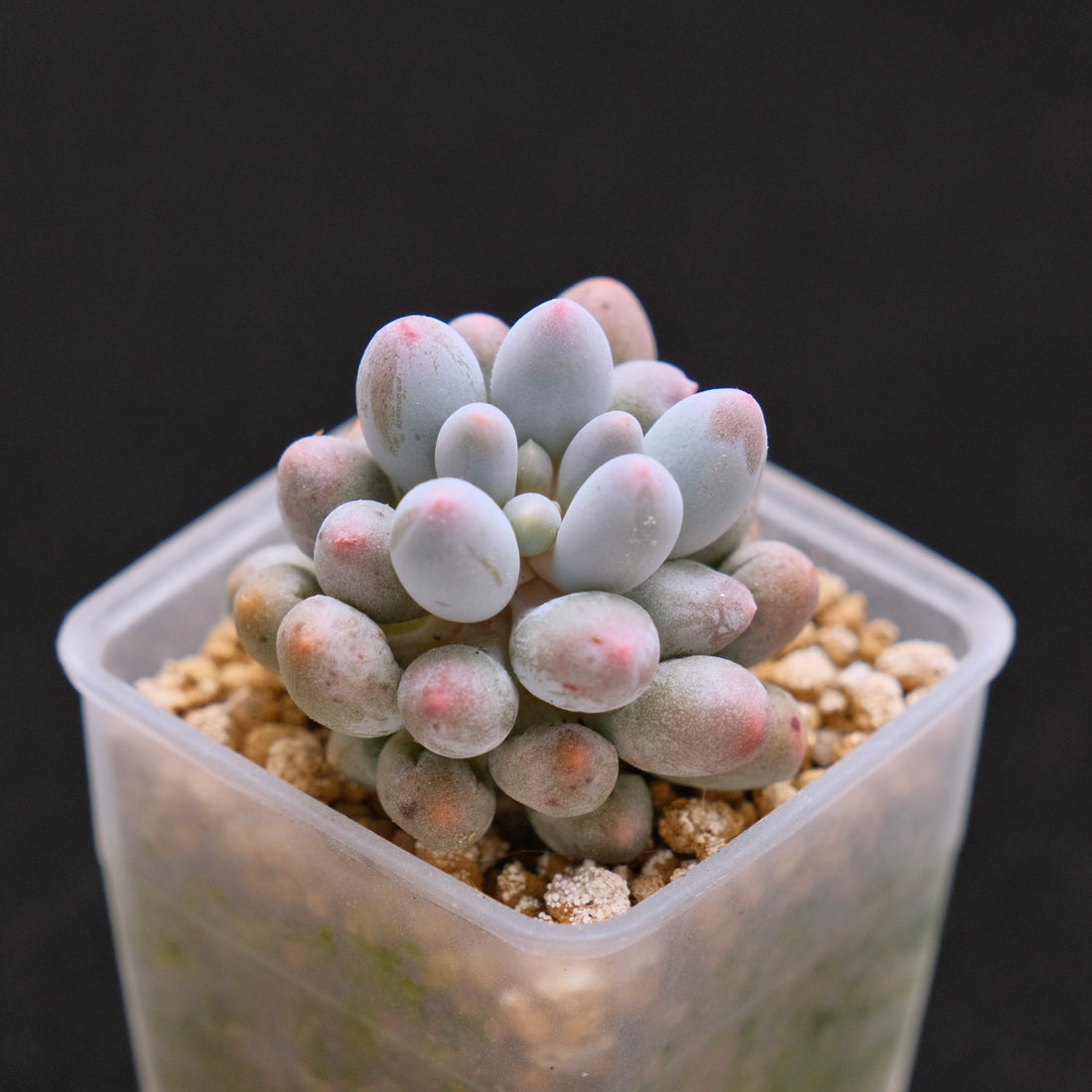 Pachyphytum Baby Fingers Korean Succulent Plant small