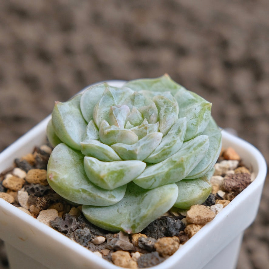 Echeveria Icy Snow (Monstrose) Imported Succulent Plant - F