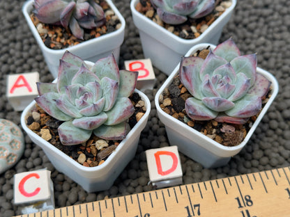 Echeveria Black Sabbath Korean Succulent Plant