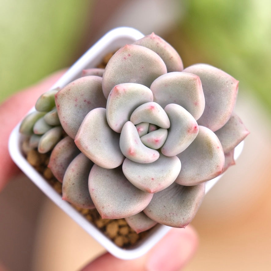 Graptoveria Pink Rosa Korean Succulent Plant Hwaga hybrid