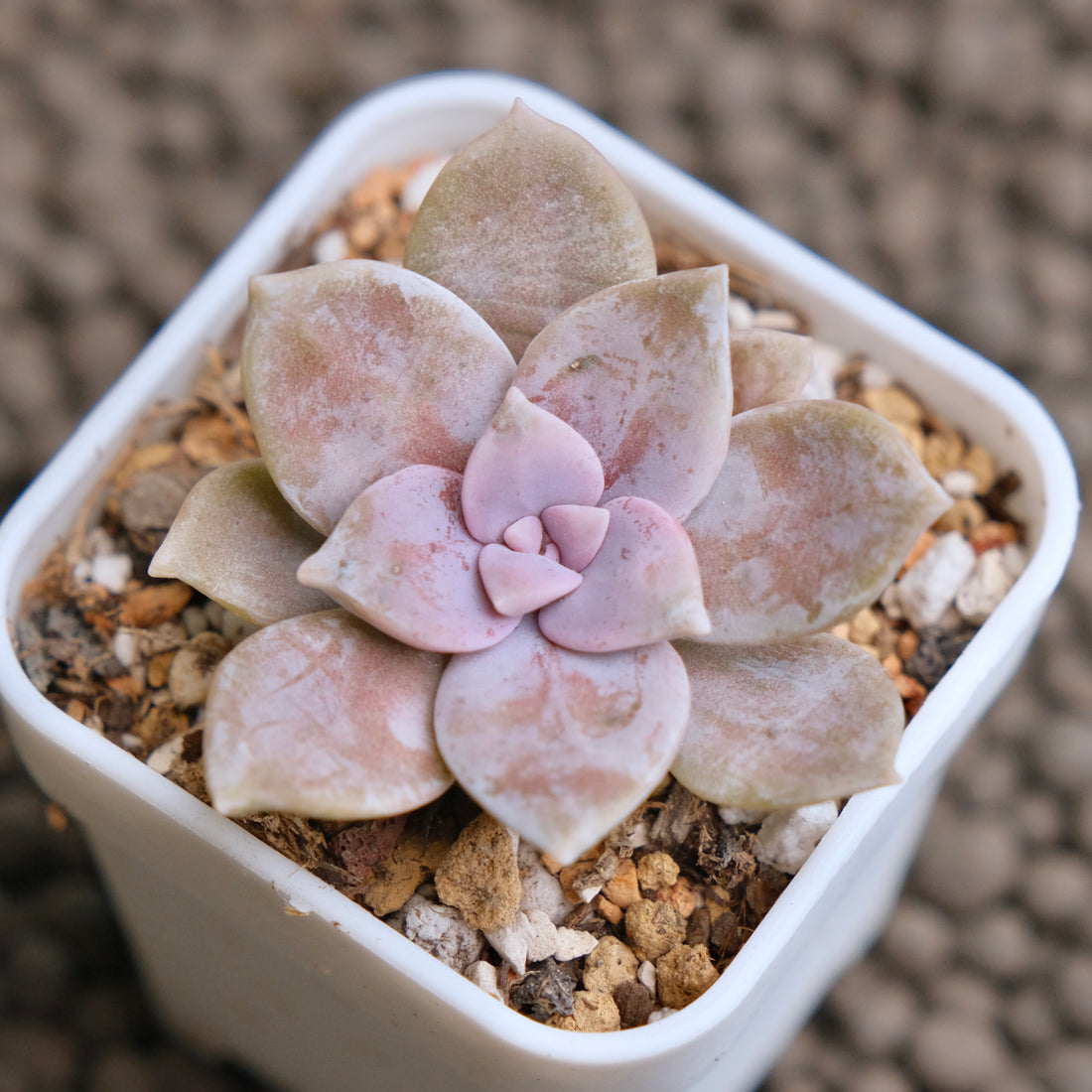 Graptopetallum Murasaki Imported Succulent Plant