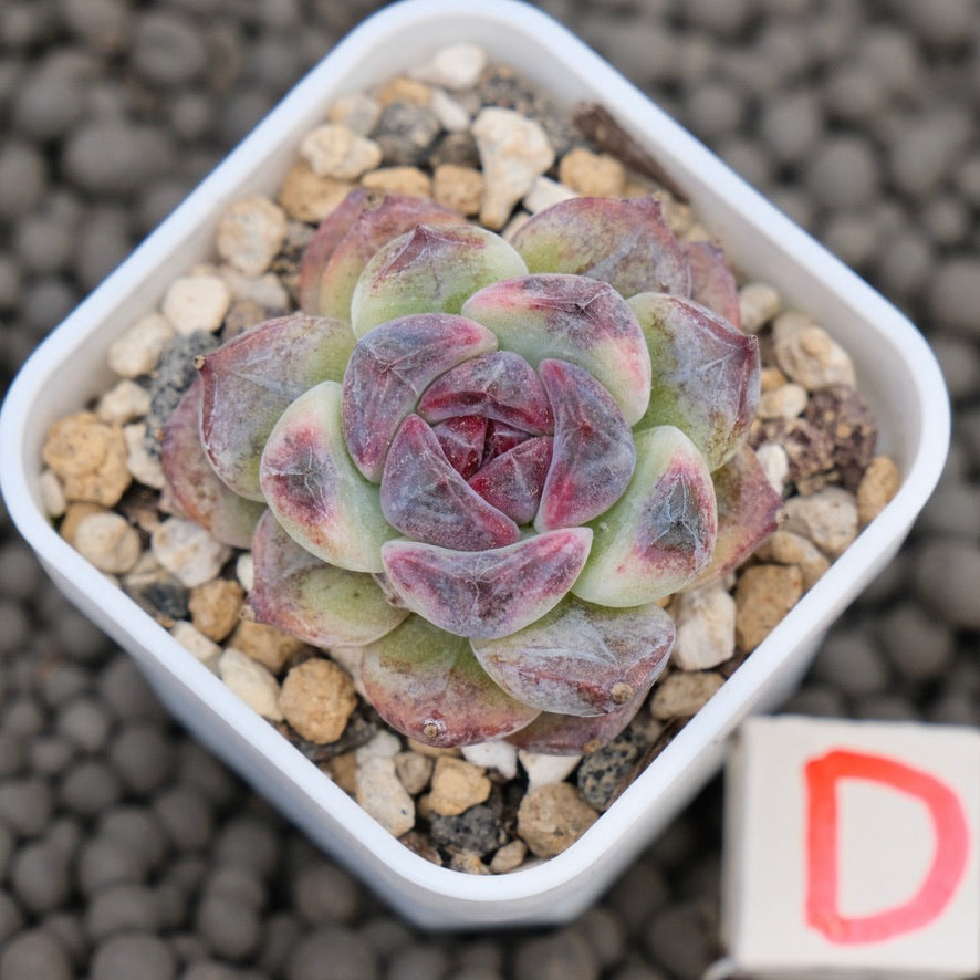 Echeveria Obsidian Imported Succulent Plant