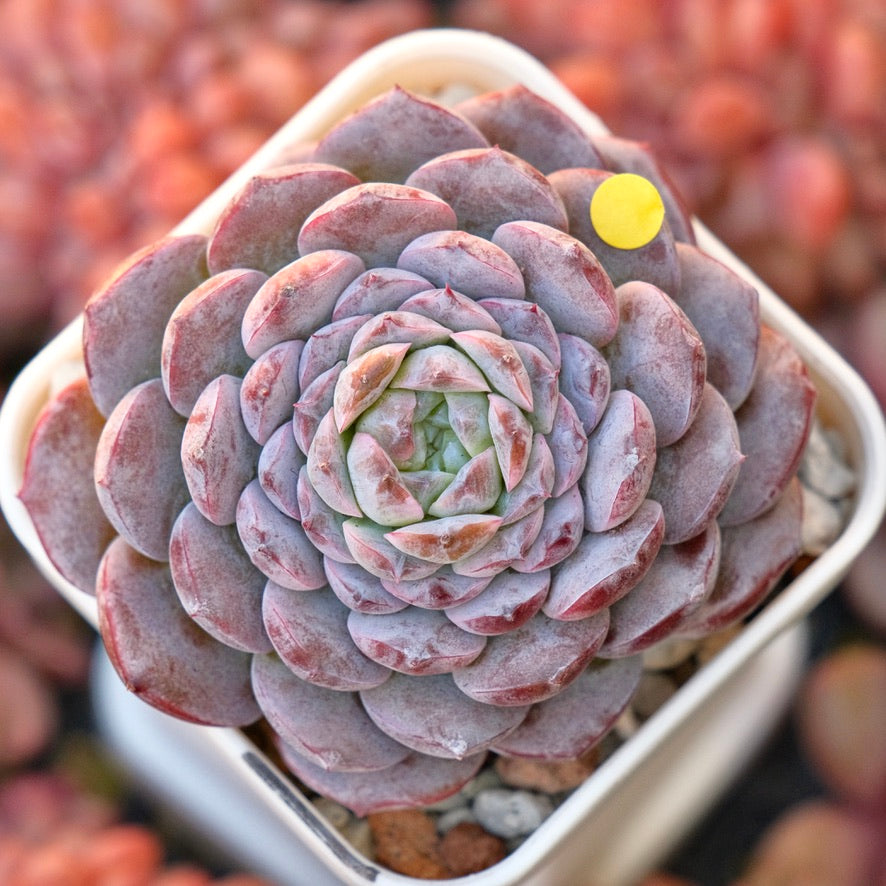 Echeveria Purple Rain Korean Succulent Plant *New*