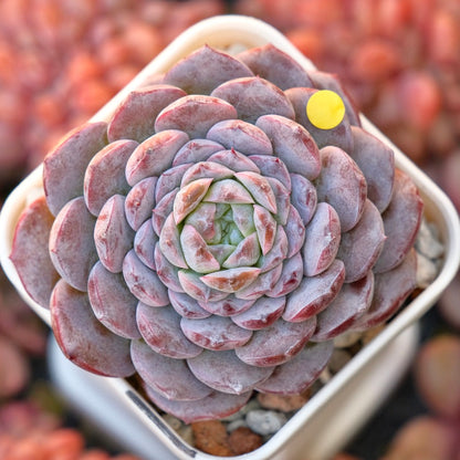 Echeveria Purple Rain Korean Succulent Plant *New*