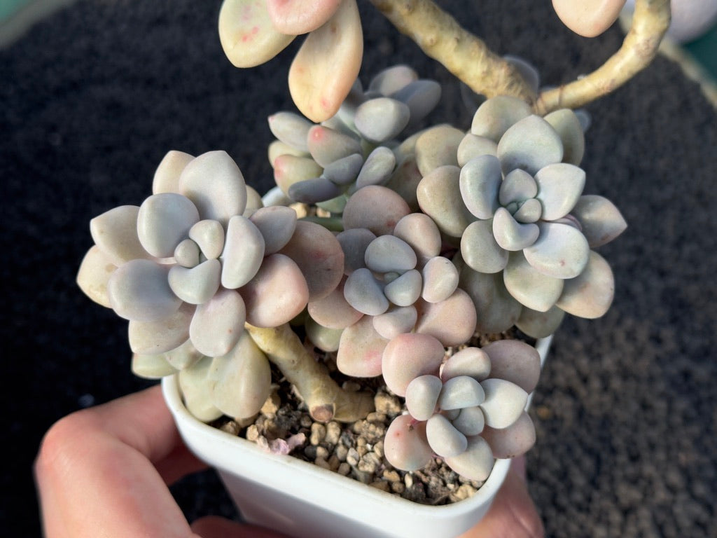 Graptopetalum Ellen Imported Succulent Plant