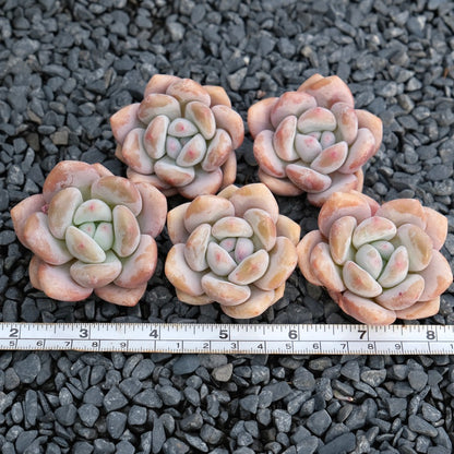 Graptoveria Snow Anna Imported Succulent Plant *New!