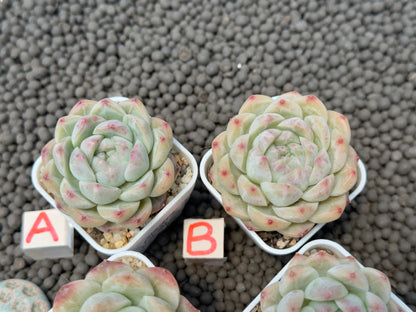 Echeveria Pink Albi Imported Succulent Plant