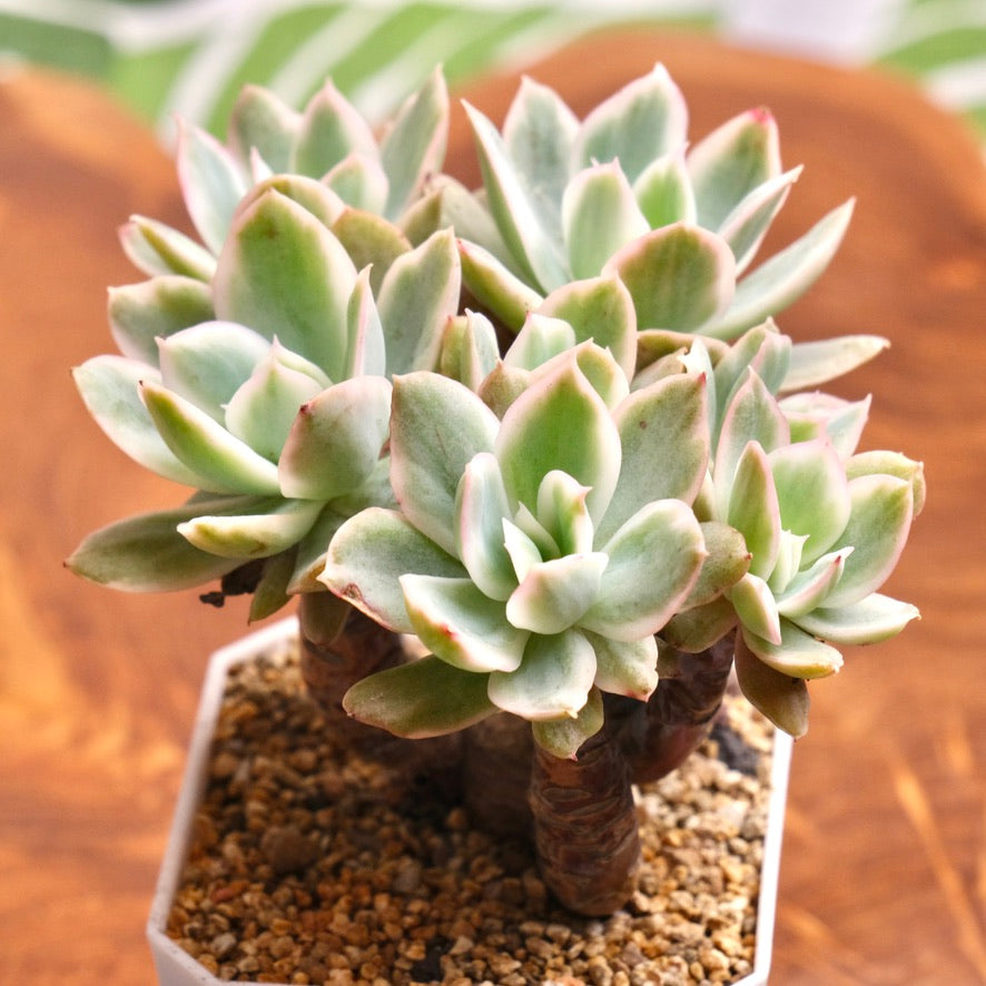 Variegated Echeveria Pink Vera Bonsai Korean Succulent Plant