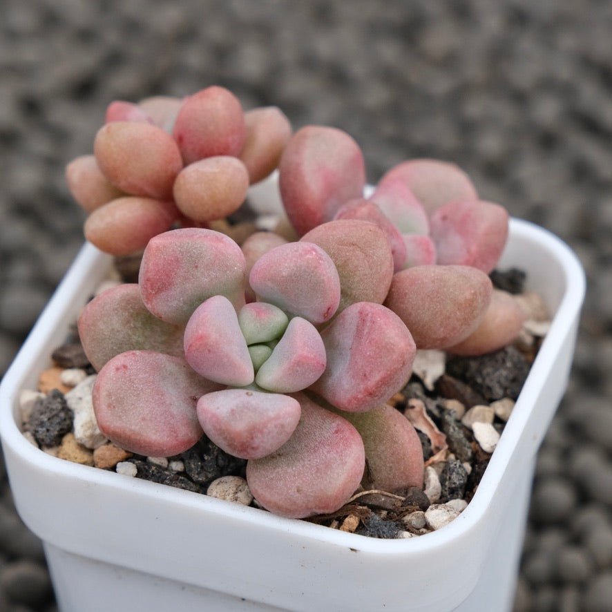 Graptopetalum Polari Heart Korean Succulent Plant