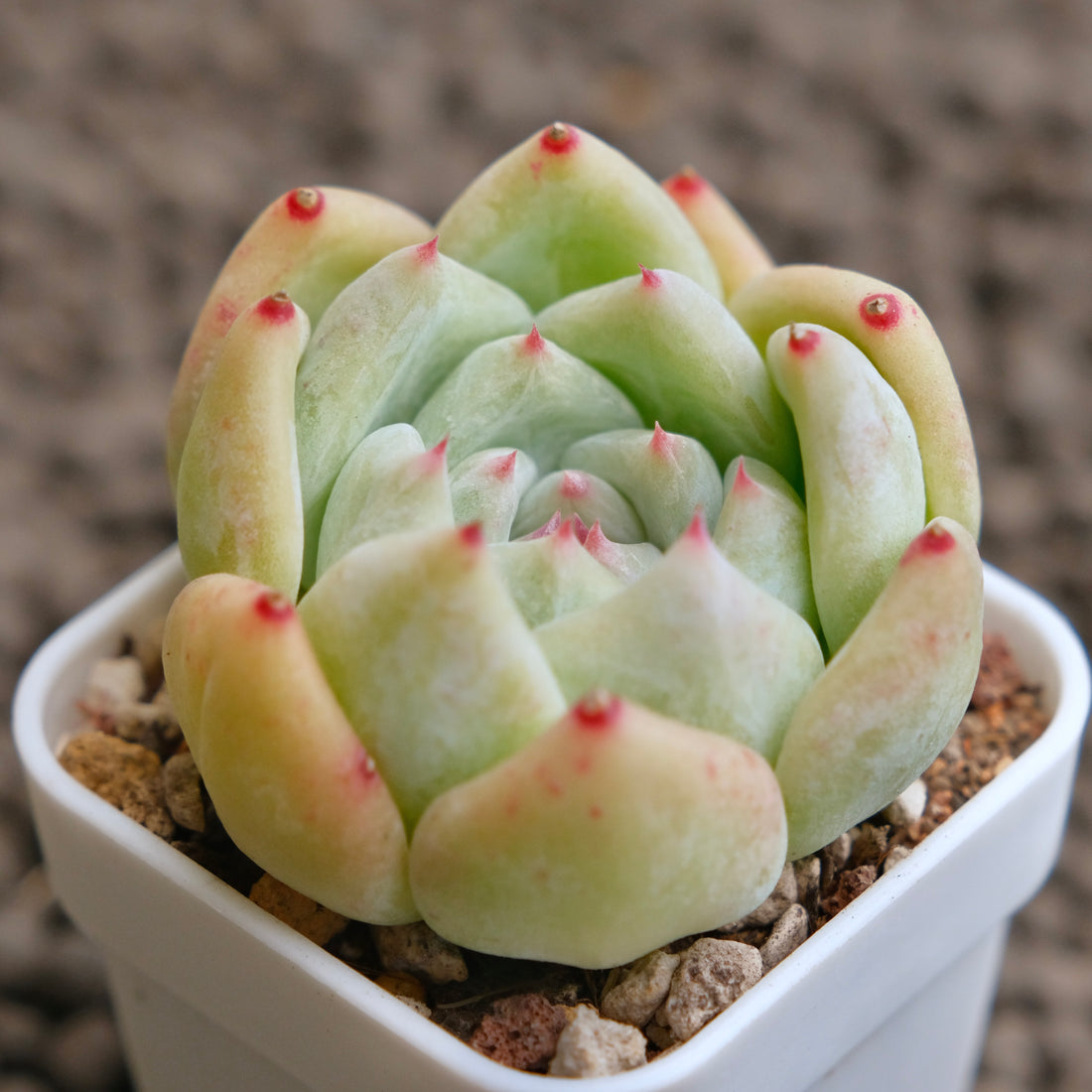 Echeveria Karla Imported Succulent Plant