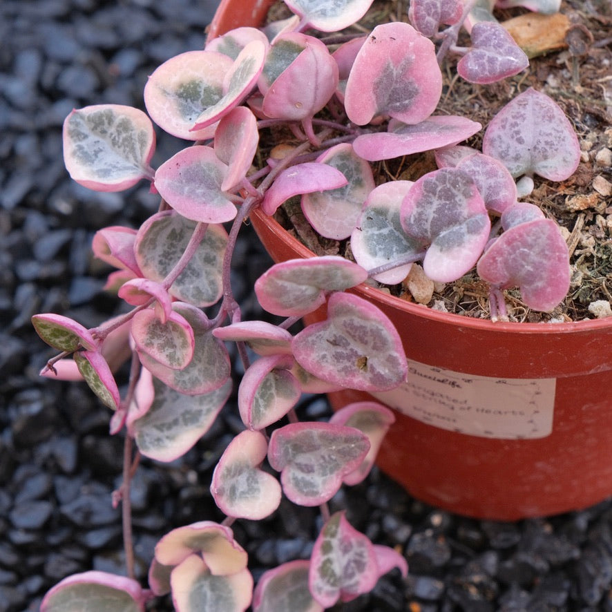 4 inch Variegated String of Hearts Succulent Plant