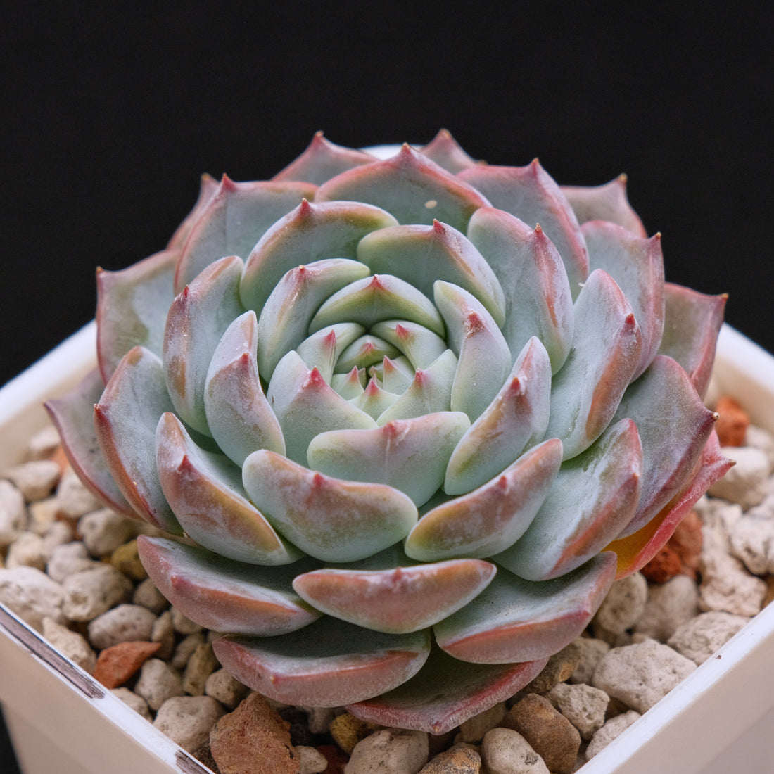 Echeveria hybrid Imported Succulent Plant