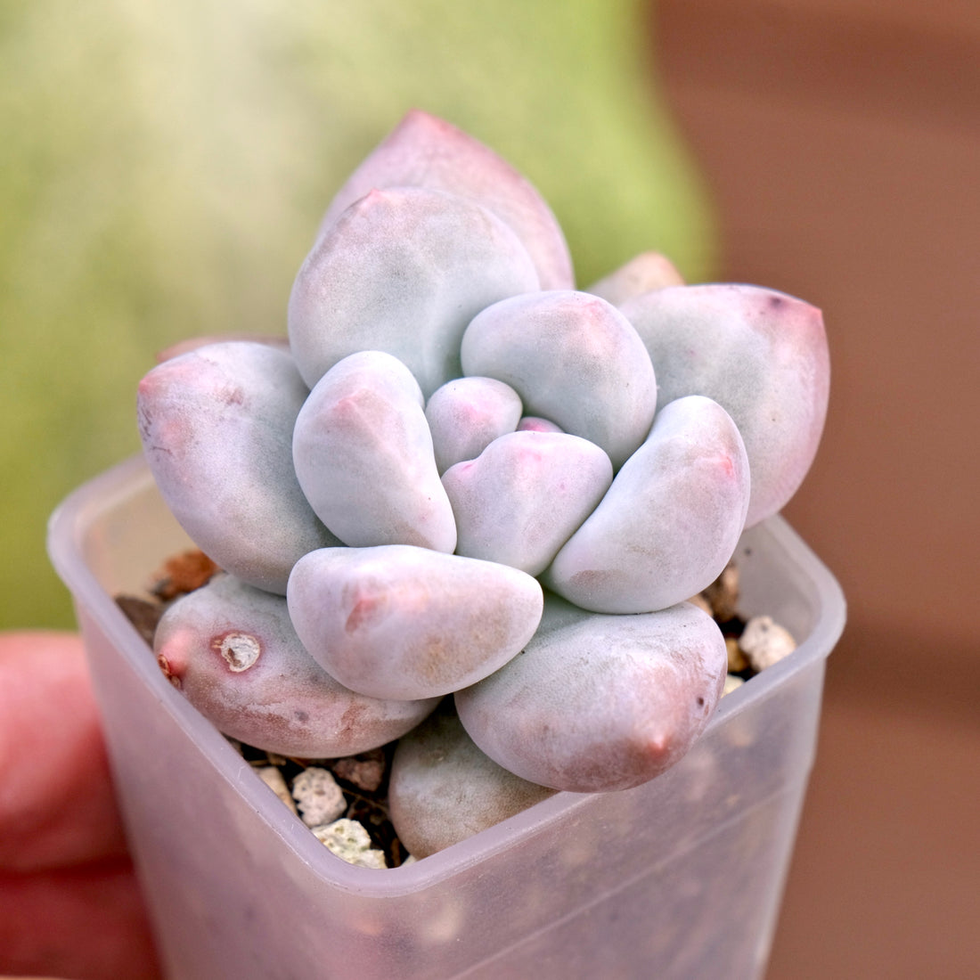 Pachyphytum Frevel Korean Succulent Plant