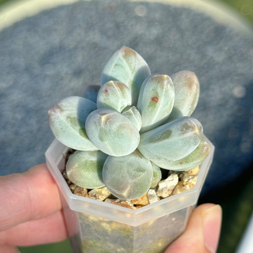 Pachyphytum Fresh Ball Korean Succulent Plant