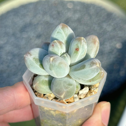 Pachyphytum Fresh Ball Korean Succulent Plant