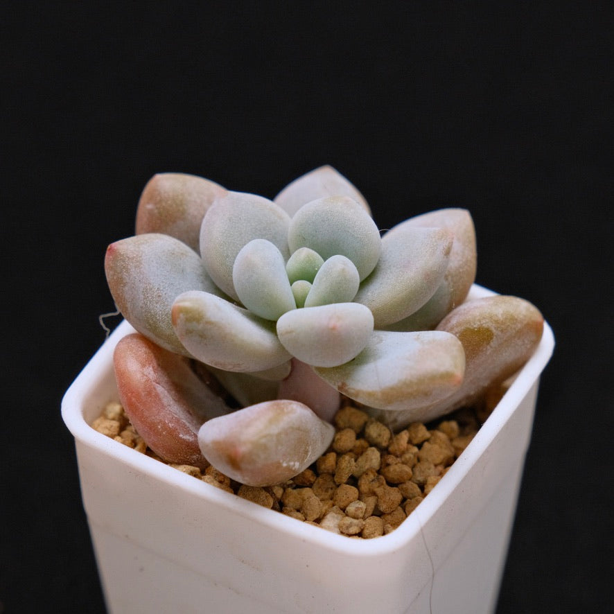 Graptoveria Queens Ball Korean Succulent Plant Air Magic Hybrid