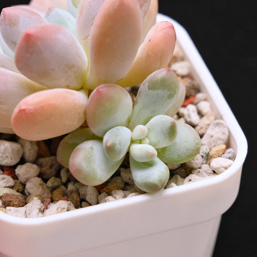 Pachyphytum Frevel Korean Succulent Plant