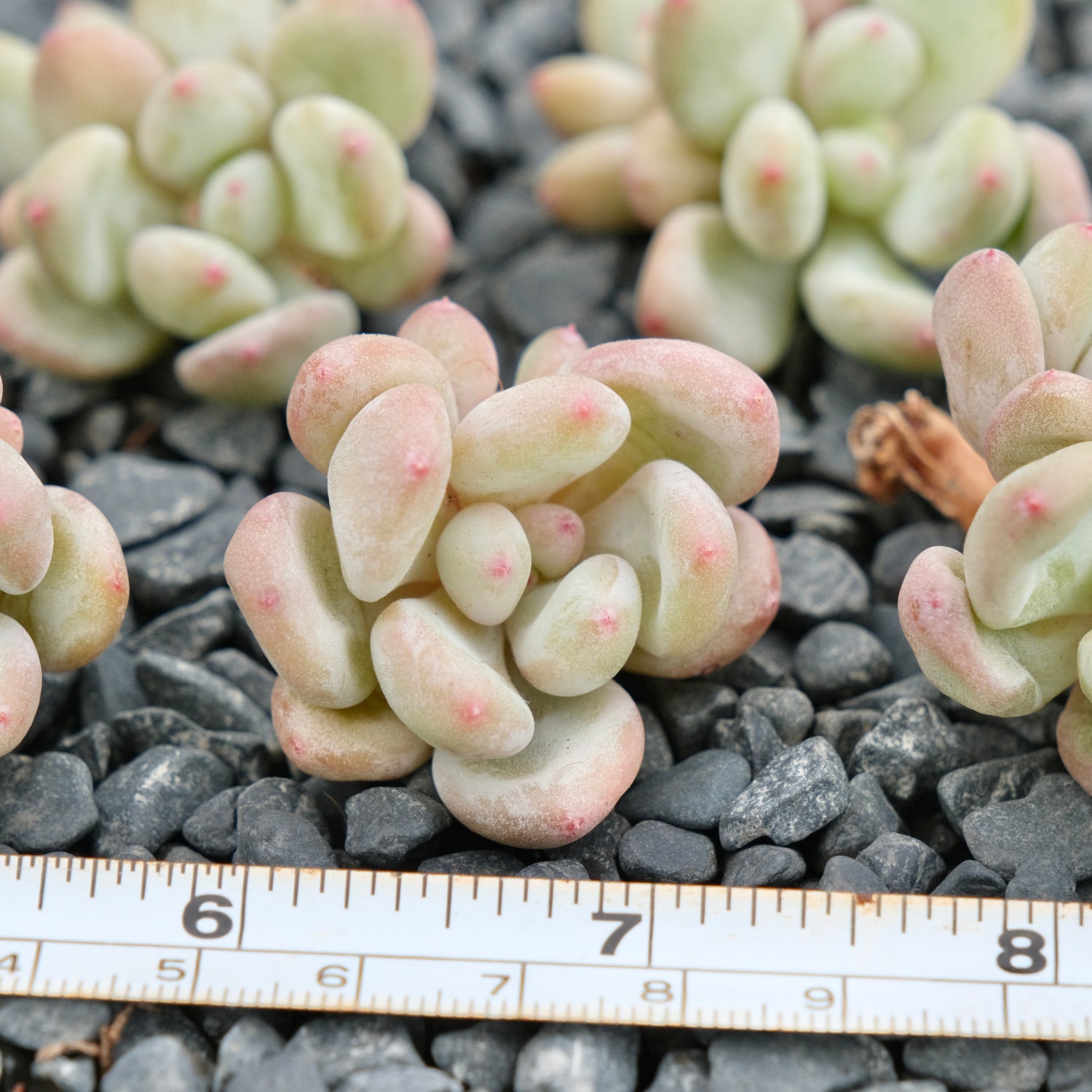 Pachyveria Tsubaraya Imported Succulent Plant