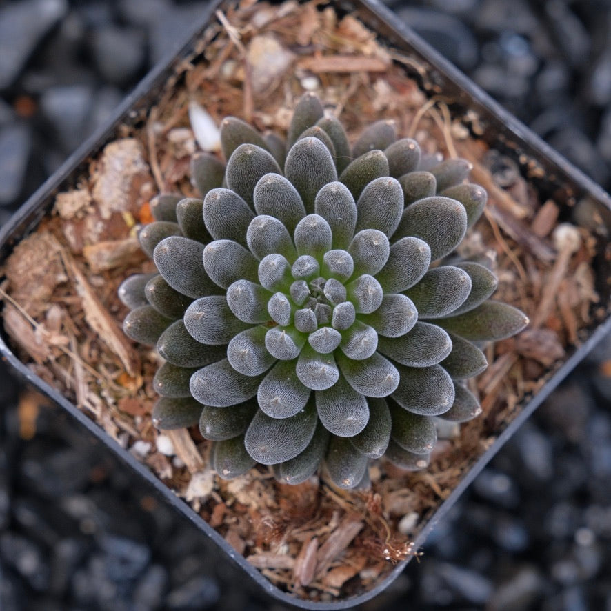 Sinocrassula yunnanensis Rare Succulent Plant