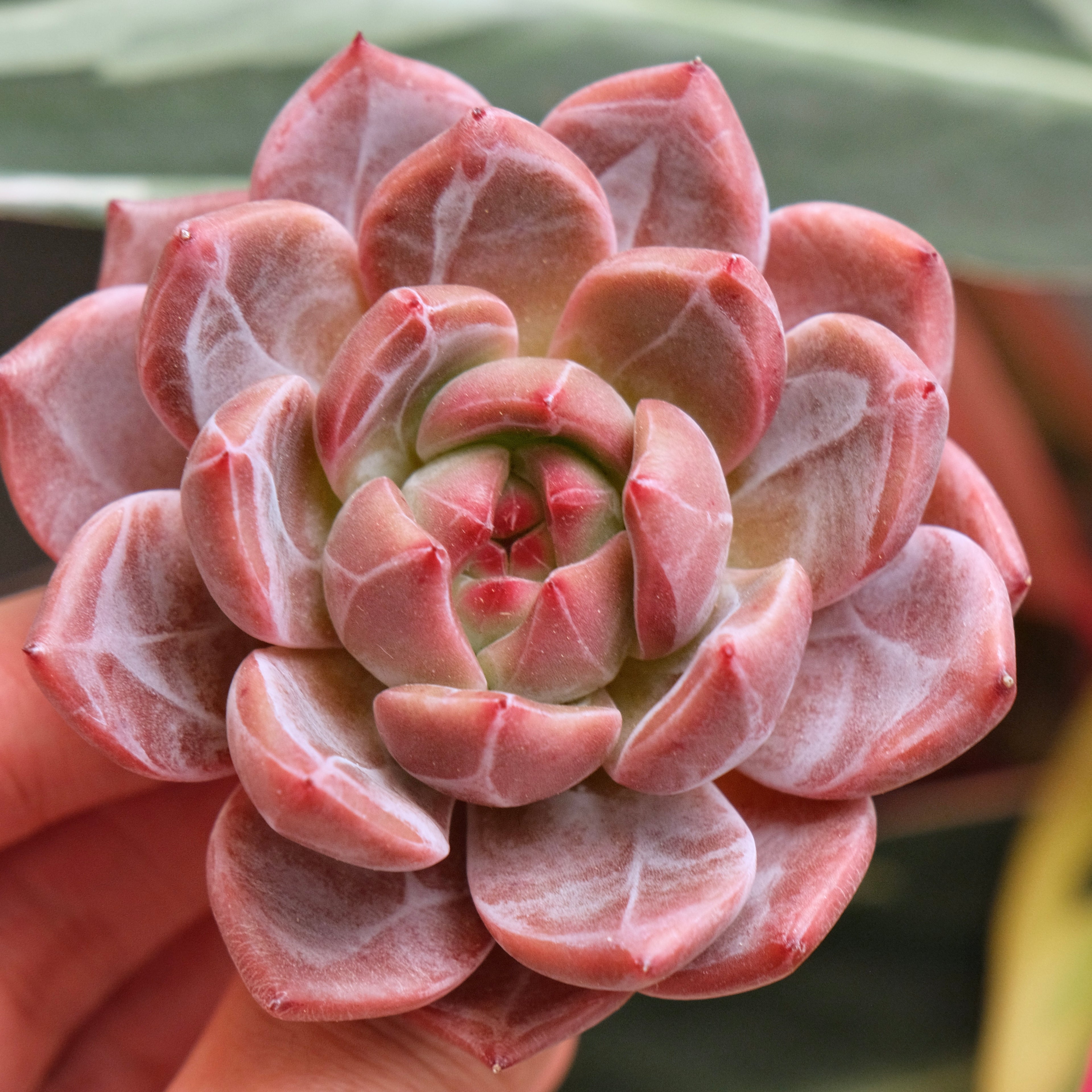 Echeveria EOS Korean Succulent Plant *New*