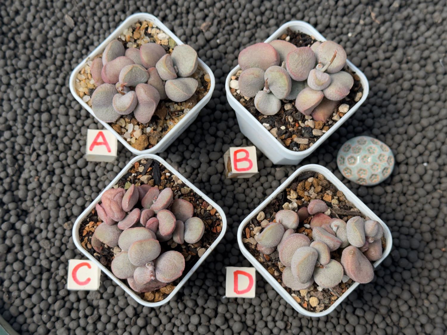 Adromischus Diana (L) Imported Succulent Plant