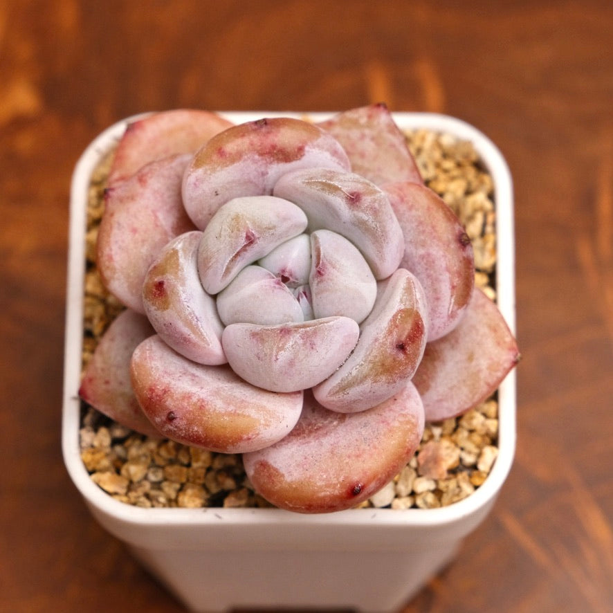 Echeveria Snow White Imported Succulent Plant