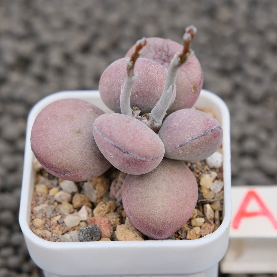 Adromischus Purple Ball Imported Succulent Plant