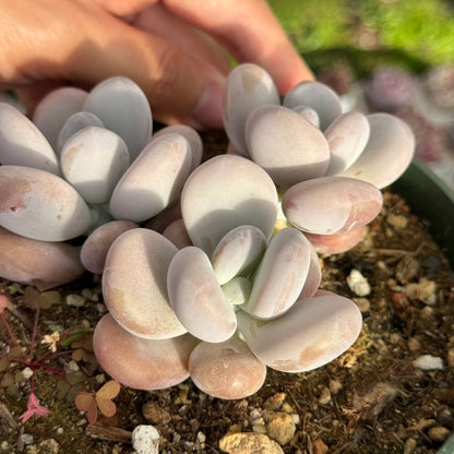 Pachyphytum oviferum Succulent Plant