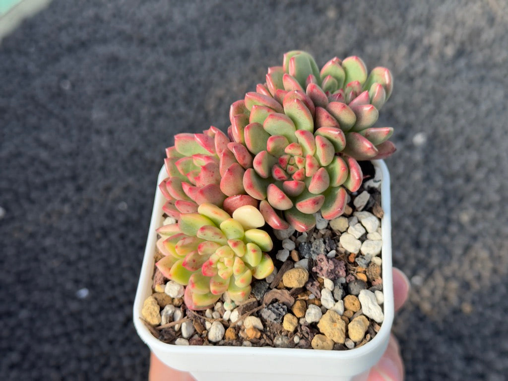 Variegated Graptoveria Pink Ruby Korean Succulent Plant