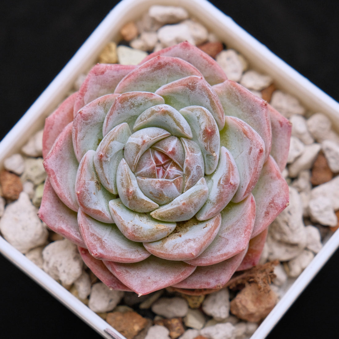 Echeveria hybrid imported Succulent Plant 溏心杂