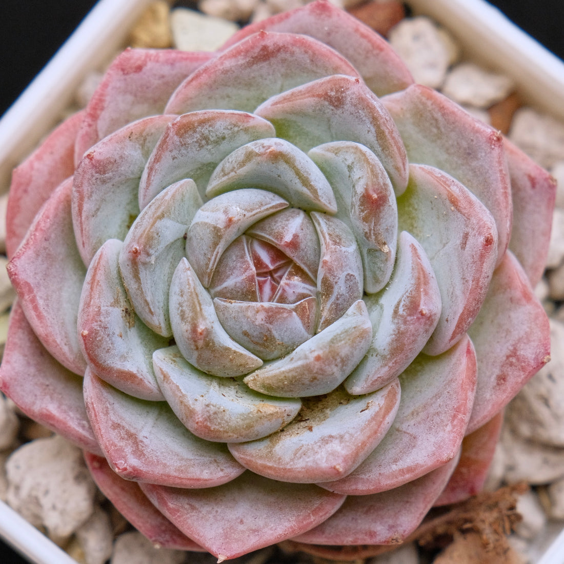 Echeveria hybrid imported Succulent Plant 溏心杂