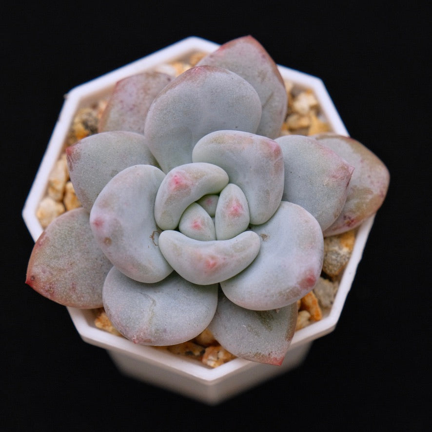 Pachyveria Pearl Berry Korean Succulent Plant