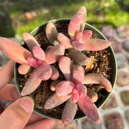 Pachysedum Ganzhou Succulent Plant