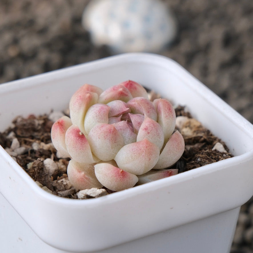 Echeveria White Peach Jelly Imported Succulent Plant