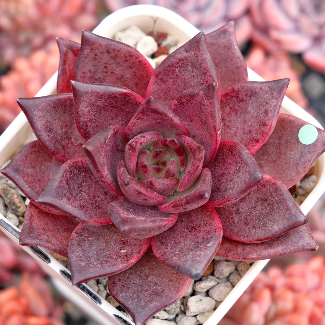 Big Echeveria Romeo Korean Succulent Plant