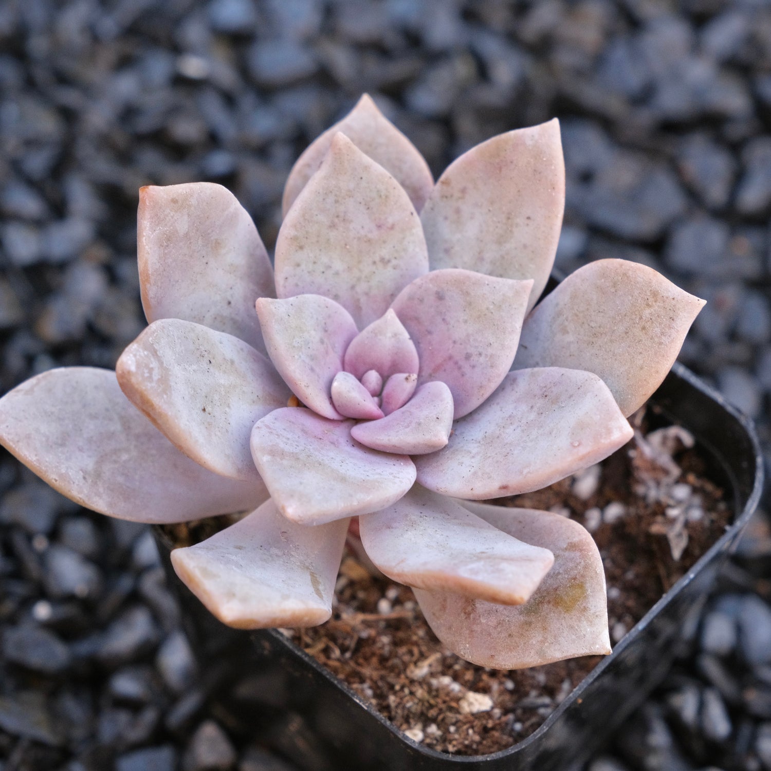 Graptopetalum Superbum Locally Grown Succulent Plant