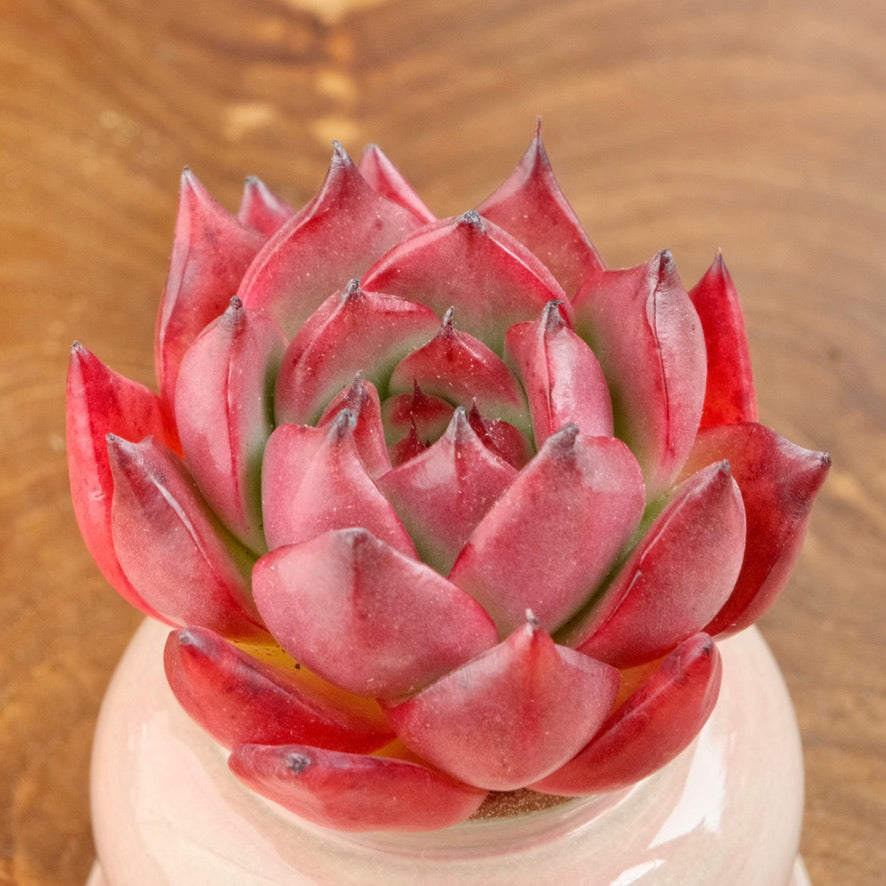 Echeveria Amestro Imported Succulent Plant