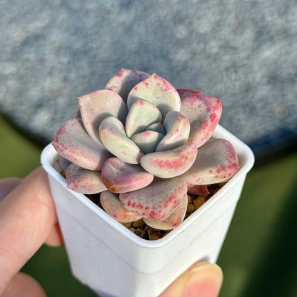 Graptoveria Pink Rosa Korean Succulent Plant Hwaga hybrid