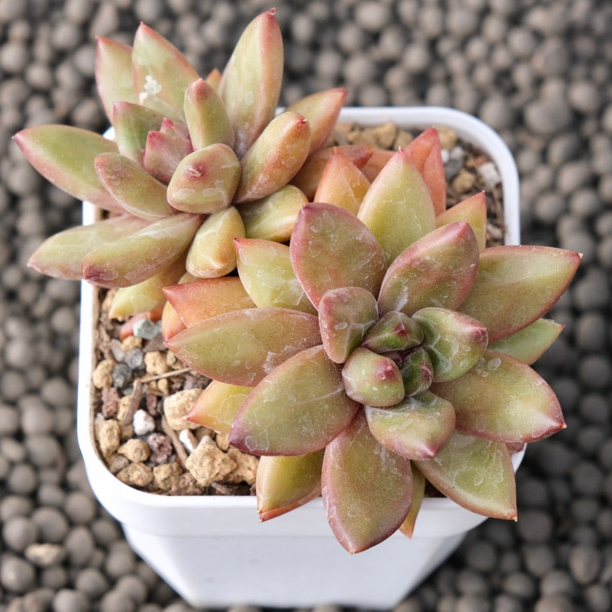 Pachyveria Tivoli Korean Succulent Plant