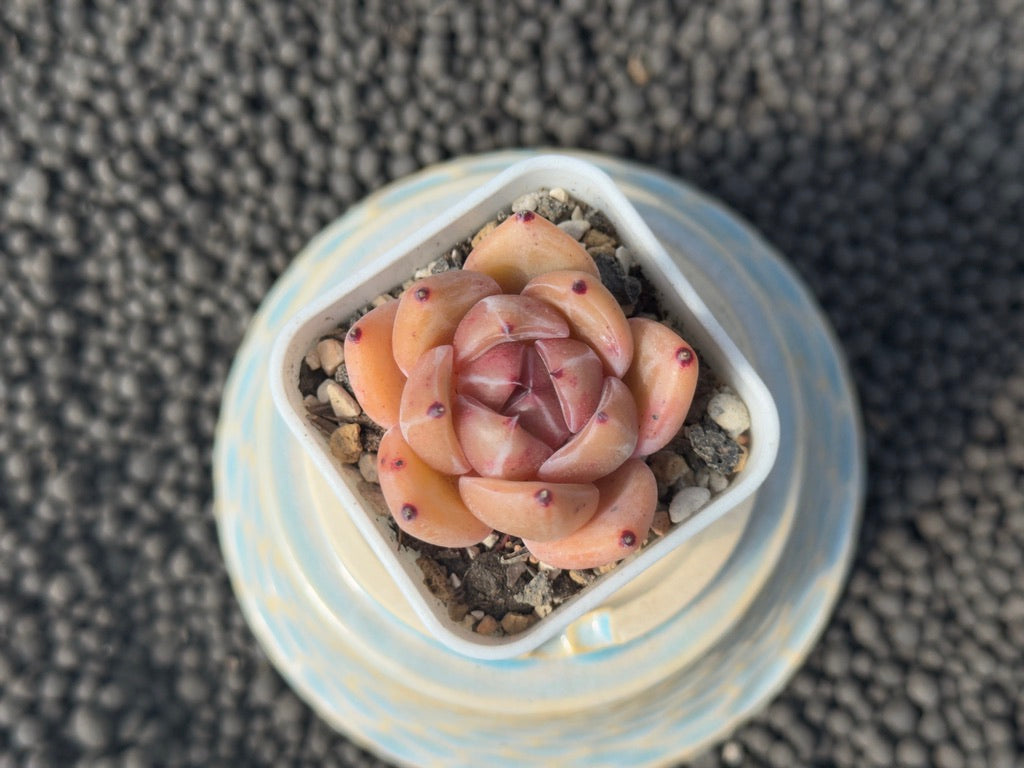 Echeveria Aries Imported Succulent Plant