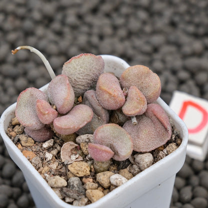 Adromischus Diana Imported Succulent Plant