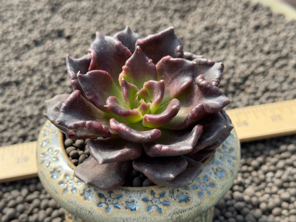 Echeveria Super Bowl Imported Succulent Plant