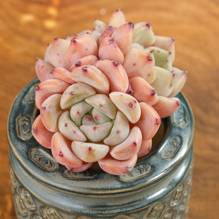 Pink Echeveria Zaragoza hybrid Imported Succulent Plant *New*