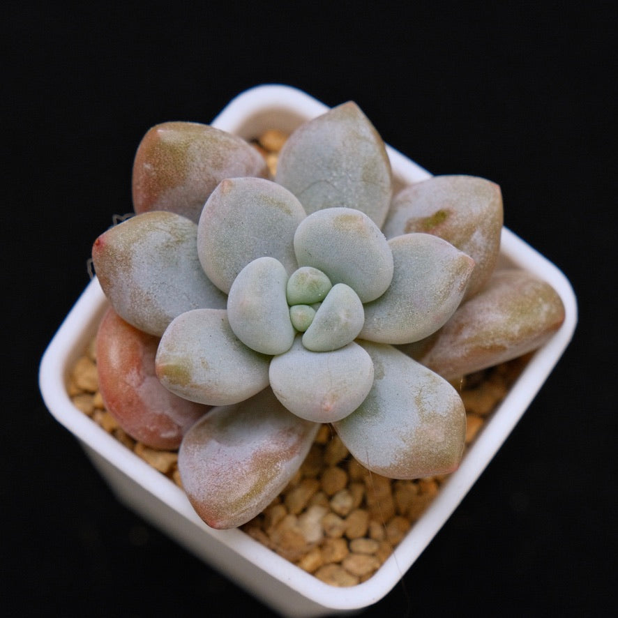 Graptoveria Queens Ball Korean Succulent Plant Air Magic Hybrid