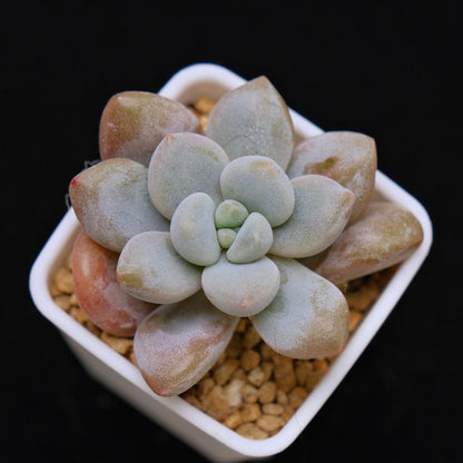 Graptoveria Queens Ball Korean Succulent Plant Air Magic Hybrid