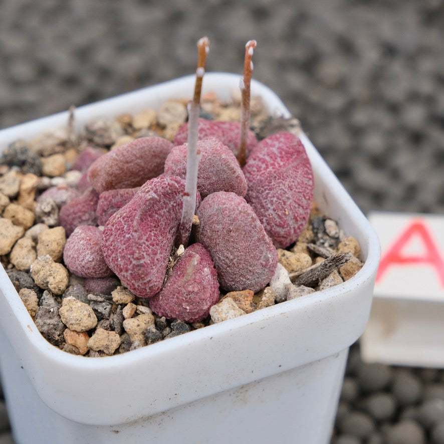 Adromischus Eve Imported Succulent Plant