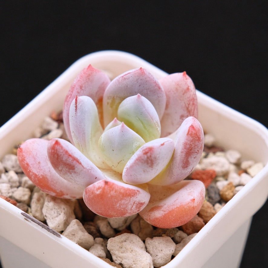 Echeveria La Traviata Korean Succulent Plant