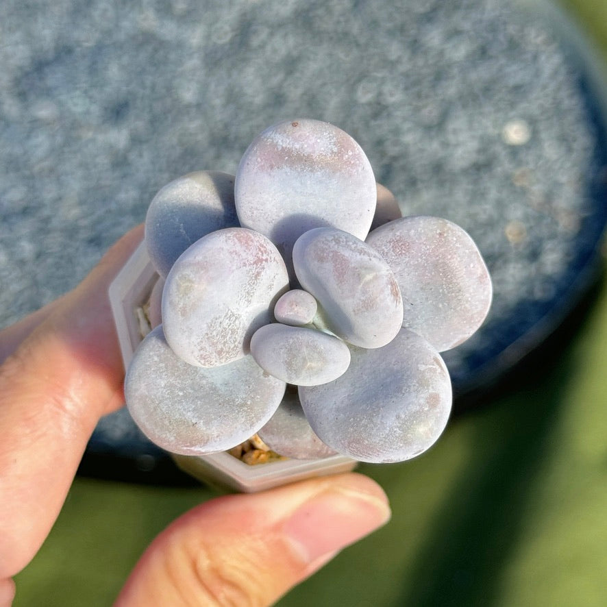 Pachyphytum momobijin Korean Succulent Plant